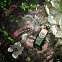 Electimuss Persephone's Patchouli фото 3